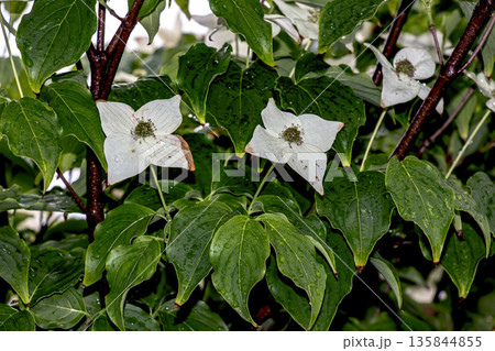 Two white boulevard flowers or Cornus canadensis with a distinct four-petaled bracts and dark centers surrounded by bright green leaves Two white boulevard flowers or Cornus canadensis with a distinct four-petaled bracts and dark centers surrounded by bright green leaves 135844855