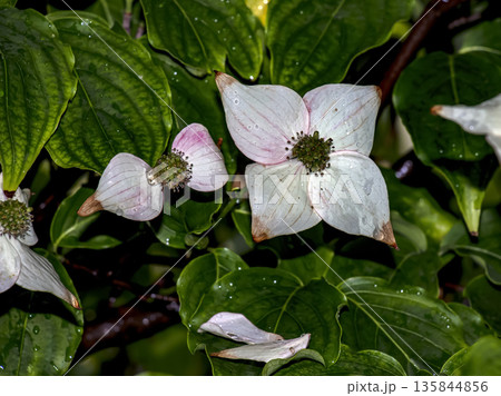 White boulevard flowers or Cornus canadensis with a distinct four-petaled bracts and dark centers surrounded by bright green leaves 135844856