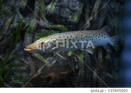 Amur pike Esox reichertii swimming full length in aquarium. Large freshwater predatory fish with elongated body and spotted pattern. 135845003