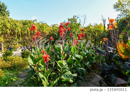 Distant view of red canna lily Oiseau de Feu growing in a park flowerbed with yellow flowers nearby garden setting and a touch of blue sky. Distant view of red canna lily Oiseau de Feu growing in a park flowerbed with yellow flowers nearby garden setting and a touch of blue sky. 135845011