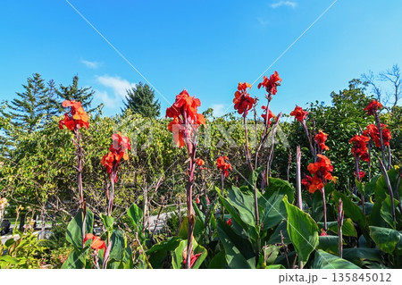 Red canna Oiseau de Feu blossoms on tall stems framed by clear blue sky creating a vivid tropical floral composition in summer garden. Red canna Oiseau de Feu blossoms on tall stems framed by clear blue sky creating a vivid tropical floral composition in summer garden. 135845012