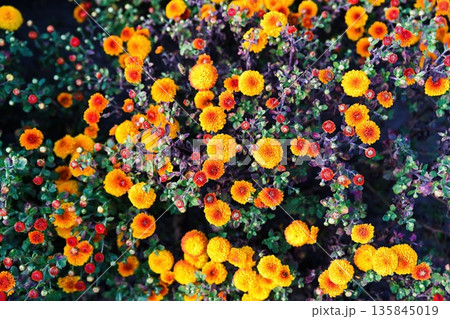 Bright yellow pompon chrysanthemum flowers blooming in a garden. Dense round chrysanthemum heads and buds form a vivid autumn floral background. Bright yellow pompon chrysanthemum flowers blooming in a garden. Dense round chrysanthemum heads and buds form a vivid autumn floral background. 135845019