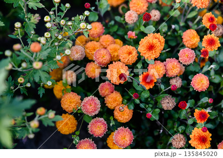 Close up of orange chrysanthemum Molfetta Orange with dense pompon flowers filling the frame creating rich texture and warm autumn floral background. Close up of orange chrysanthemum Molfetta Orange with dense pompon flowers filling the frame creating rich texture and warm autumn floral background. 135845020