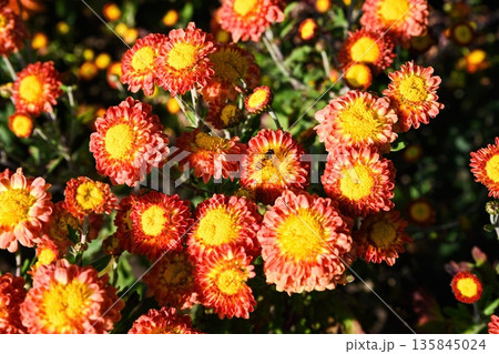 Bright chrysanthemum Sudarushka with orange red petals and yellow centers blooming in garden flowerbed lush foliage natural autumn background 135845024