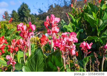Close-up of bright pink Canna flowers blooming under sunlight in a lush summer garden with large green leaves and soft natural background. Close-up of bright pink Canna flowers blooming under sunlight in a lush summer garden with large green leaves and soft natural background. 135845030