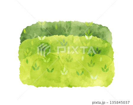 茶畑をイメージしたイラスト　水彩風加工バージョン 135845037