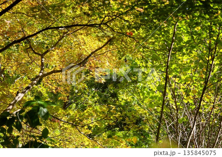 色づく　カエデ　輝　黄葉 135845075