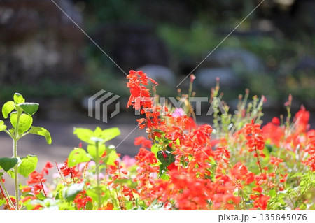 鮮やか　サルビアスプレンデンスの花 135845076
