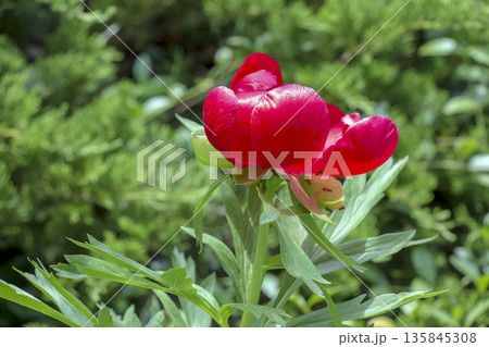 Flowers of the foreign peony, or Paeonia peregrina, in a park. Paeonia peregrina is beautiful ornamental perennial medicinal plant with delicate red flowers, also used in gardening Flowers of the foreign peony, or Paeonia peregrina, in a park. Paeonia peregrina is beautiful ornamental perennial medicinal plant with delicate red flowers, also used in gardening 135845308