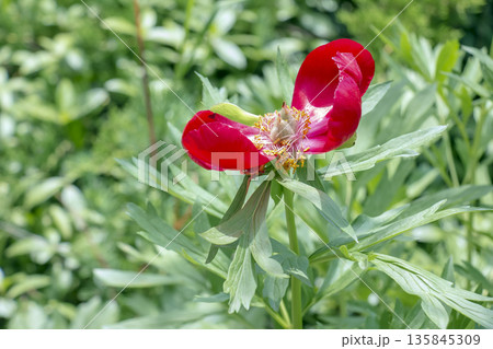 Flowers of foreign peony, or Paeonia peregrina, in park. Paeonia peregrina is a beautiful ornamental perennial medicinal plant with delicate red flowers, also used in gardening 135845309
