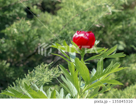 Flowers of the foreign peony, or Paeonia peregrina, in a park. Paeonia peregrina is a beautiful ornamental perennial medicinal plant with delicate red flowers, also used in gardening Flowers of the foreign peony, or Paeonia peregrina, in a park. Paeonia peregrina is a beautiful ornamental perennial medicinal plant with delicate red flowers, also used in gardening 135845310