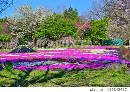 赤城南面千本桜　芝桜の彩　イベント広場会場からの眺め　　 135845457