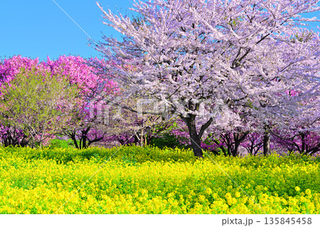 赤城南面千本桜　桜と菜の花の彩　　　 135845458