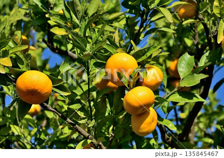 木に実ったミカン 木に実ったミカン 135845467