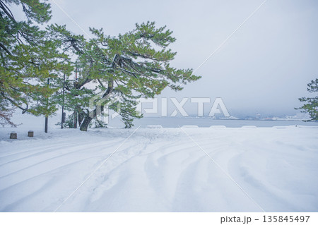 気比の松原 雪景色 気比の松原 雪景色 135845497