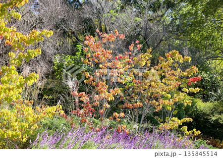 色づく ハナミズキの葉 色づく ハナミズキの葉 135845514