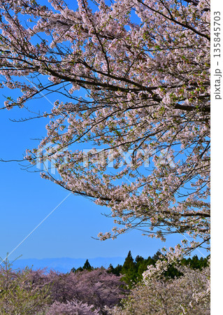 赤城南面千本桜 青空に映える桜 遠くに山並 赤城南面千本桜 青空に映える桜 遠くに山並 135845703