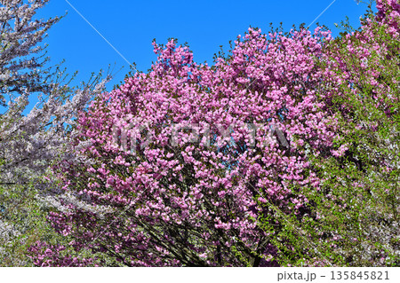 青空の中満開の赤城南面の桜　八重桜咲　 135845821