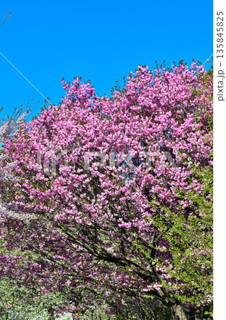 青空の中満開の赤城南面の桜 八重桜咲 青空の中満開の赤城南面の桜 八重桜咲 135845825