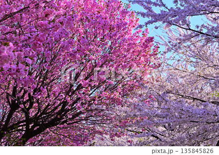 青空の中満開の赤城南面の桜　八重桜咲　 135845826