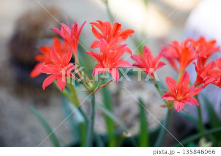 鮮やか キルタンサス エラタスの花 鮮やか キルタンサス エラタスの花 135846066