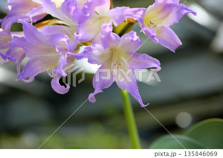 珍しい ブルーアマリリスの花 珍しい ブルーアマリリスの花 135846069