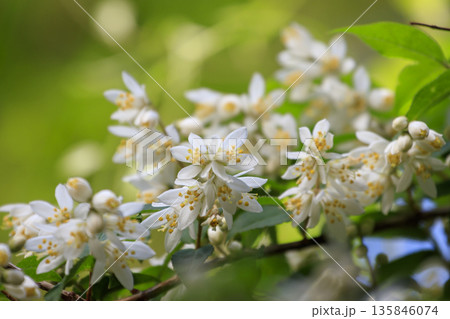 春の森に咲く白いウツギの花 春の森に咲く白いウツギの花 135846074