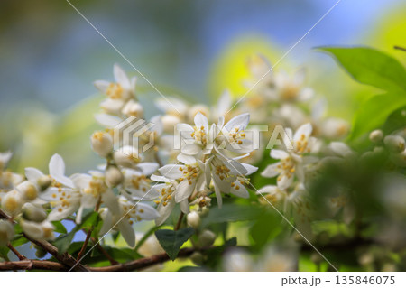 春の森に咲く白いウツギの花 春の森に咲く白いウツギの花 135846075
