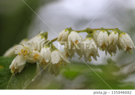 春の森に咲く白いウツギの花 春の森に咲く白いウツギの花 135846082
