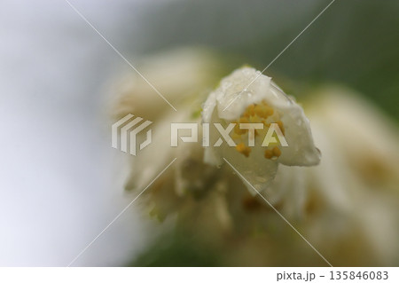 春の森に咲く白いウツギの花 春の森に咲く白いウツギの花 135846083