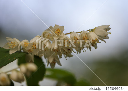 春の森に咲く白いウツギの花 135846084