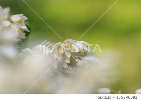 春の森に咲く白いウツギの花 135846092