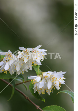 春の森に咲く白いウツギの花 春の森に咲く白いウツギの花 135846096