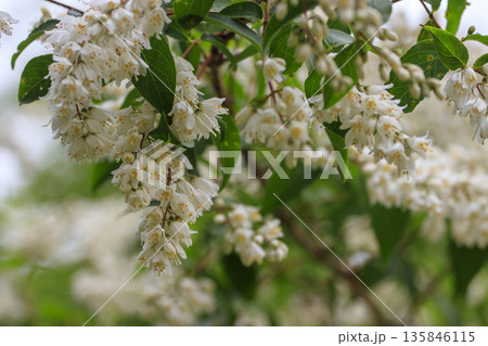 春の森に咲く白いウツギの花 135846115