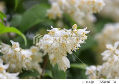 春の森に咲く白いウツギの花 135846118