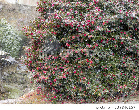 雪と山茶花の花 135846157