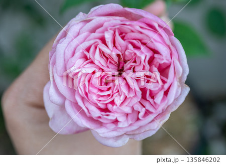Someone hand with a fragrant pink rose blooming in the garden. Roses are best known as ornamental plants grown for their flowers in the garden and sometimes indoors. Someone hand with a fragrant pink rose blooming in the garden. Roses are best known as ornamental plants grown for their flowers in the garden and sometimes indoors. 135846202