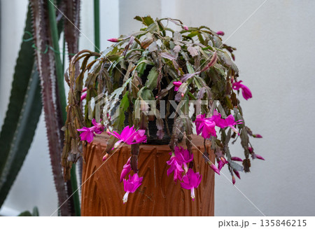 A pot of Thanksgiving Cactus with flowers blooming. Holiday cacti such as the Christmas cactus, Thanksgiving cactus are all hybrids of Brazilian forest cacti. A pot of Thanksgiving Cactus with flowers blooming. Holiday cacti such as the Christmas cactus, Thanksgiving cactus are all hybrids of Brazilian forest cacti. 135846215