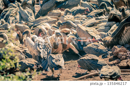Vulture feast Vulture feast 135846217