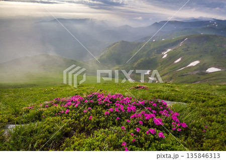 Lit by sun mountain slope with blooming pink flowers on foggy mountains with green grass and patches of snow background under bright blue cloudy sky. Ecology problems and beauty of nature concept. 135846313