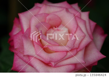 Pink and White Rose Blossom Close Up Macro Photography 135846424