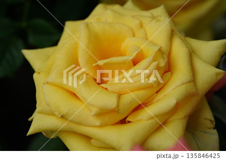 Beautiful Yellow Rose Flower Close Up Floral Photography 135846425
