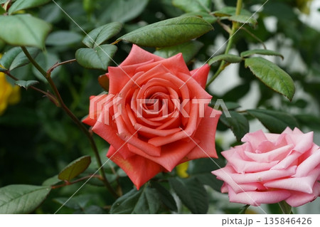 Beautiful Roses in Bloom at the Garden Floral Beauty Beautiful Roses in Bloom at the Garden Floral Beauty 135846426