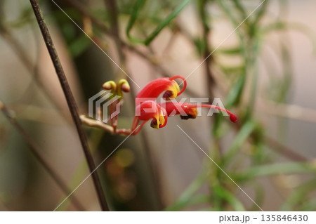 Exotic Red and Yellow Flower in Natural Setting Exotic Red and Yellow Flower in Natural Setting 135846430