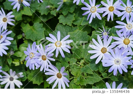 Beautiful Purple Daisies Blooming in Lush Green Garden Beautiful Purple Daisies Blooming in Lush Green Garden 135846436