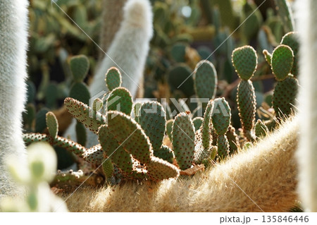 Beautiful Cactus Garden Scene with Prickly Pear Variety Beautiful Cactus Garden Scene with Prickly Pear Variety 135846446
