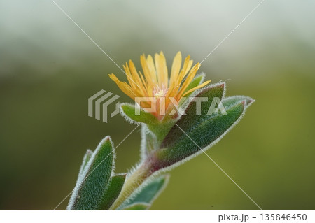 Dorotheanthus Bellidiformis Livingstone Daisy Flower Dorotheanthus Bellidiformis Livingstone Daisy Flower 135846450