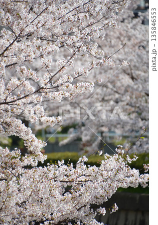 川辺りの満開の桜 川辺りの満開の桜 135846553