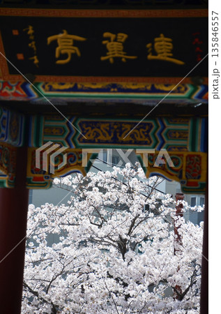 唐様門と桜 唐様門と桜 135846557