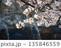 水の流れと桜 135846559
